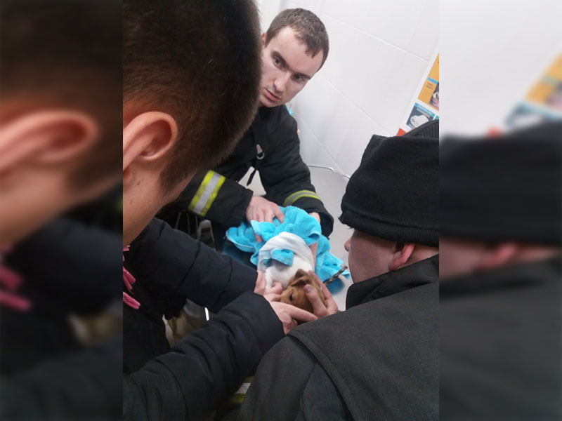 Спасатели помогли щенку, застрявшему в металлических прутьях вешалки