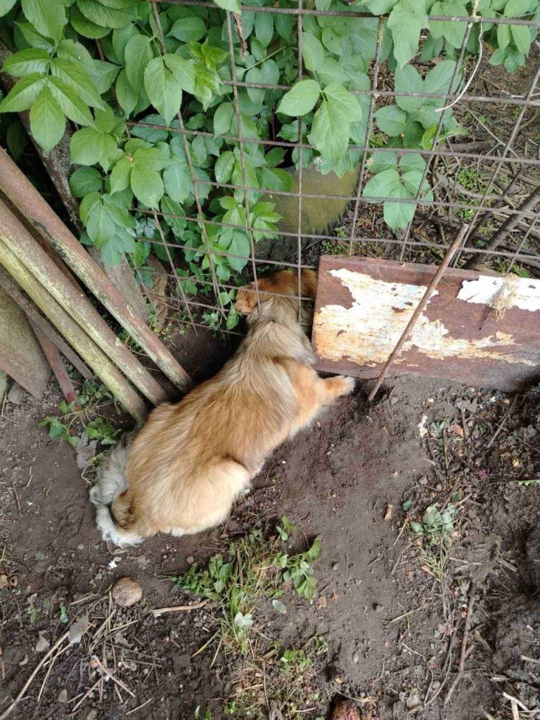 В Пружанах спасатели помогли собаке, которая застряла в заборе